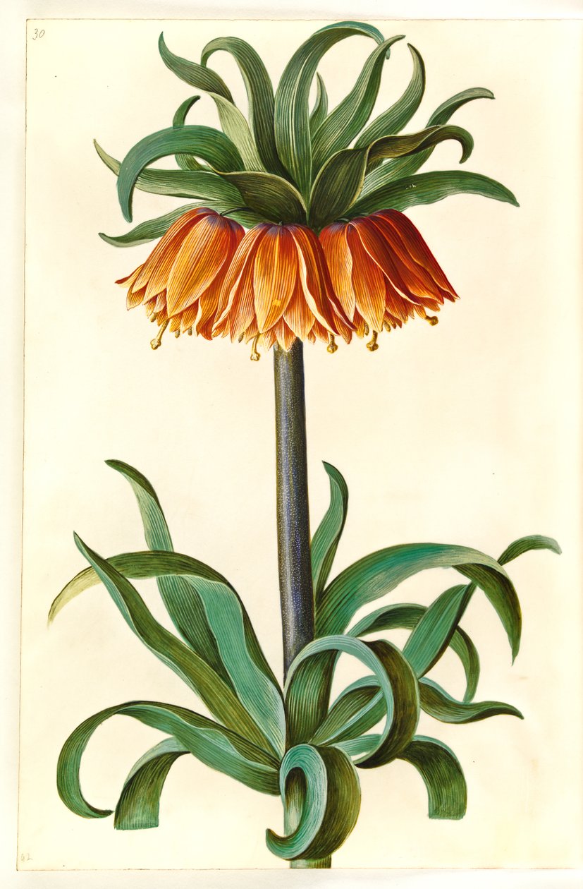 Fritillaria imperialis (cesarz koronny) autorstwa Hans Simon Holtzbecker