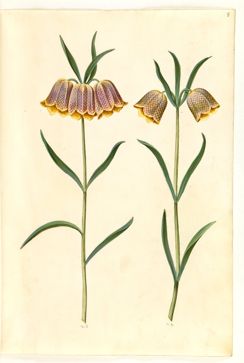 Fritillaria meleagris (jajo żmii pospolitej) autorstwa Hans Simon Holtzbecker