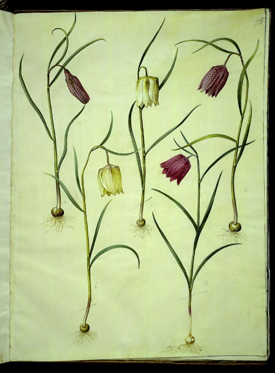 Fritillaria meleagris (jajo żmii pospolitej) autorstwa Hans Simon Holtzbecker