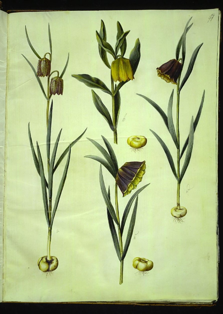 Fritillaria meleagris (jajo żmii pospolitej); Fritillaria aurea lub Fritillaria tubiformis & moggridgei (jajka wibrujące); Fritillaria montana autorstwa Hans Simon Holtzbecker