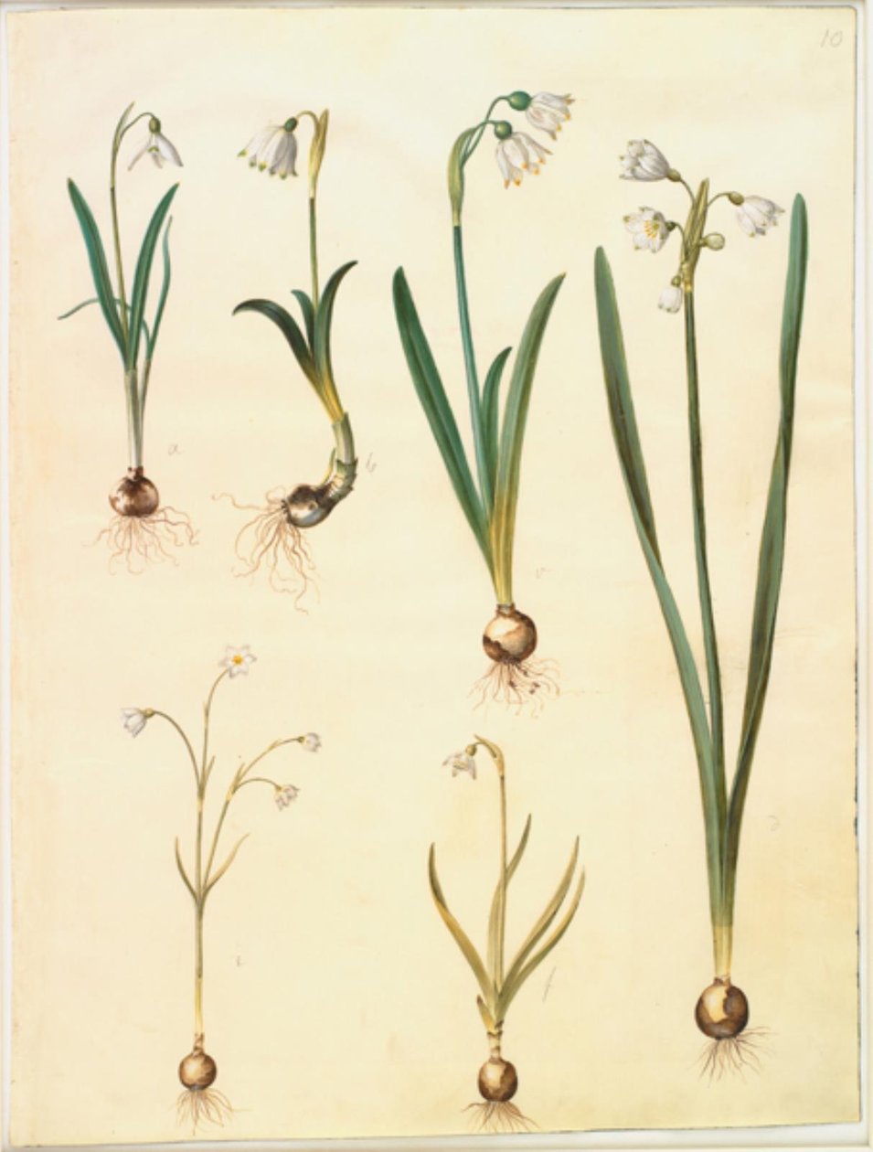 Galanthus nivalis (przebiśnieg pospolity); Leucojum vernum (lilia Dorotea); Leucojum aestivum (śliwka letnia); Leucojum autumnale (jesień biała śliwka) autorstwa Hans Simon Holtzbecker