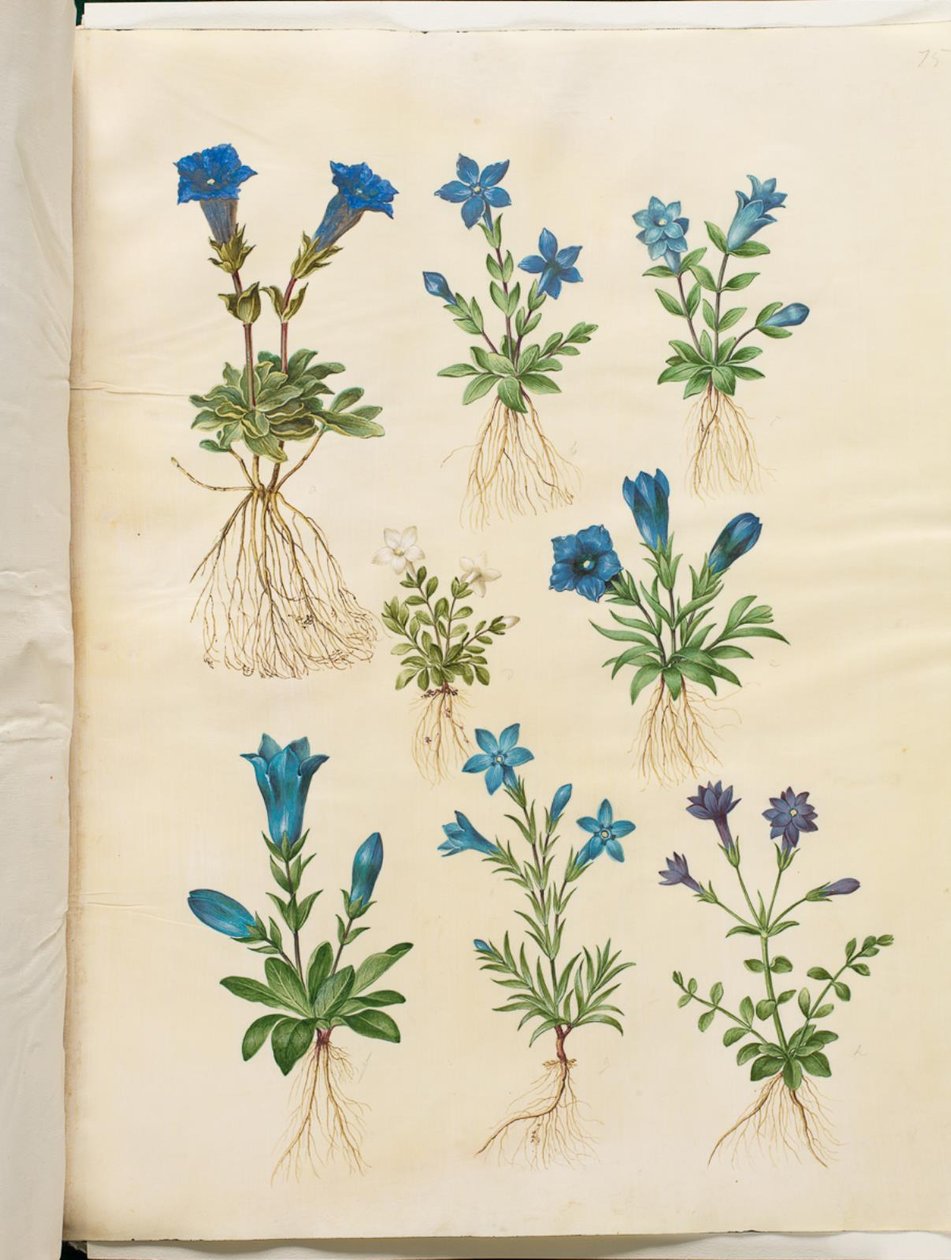 Gentiana acaulis (goryczka bezłodygowa); Gentiana verna (goryczka wiosenna); Gentiana acaulis (goryczka bezłodygowa); Gentiana (gatunek goryczki) autorstwa Hans Simon Holtzbecker