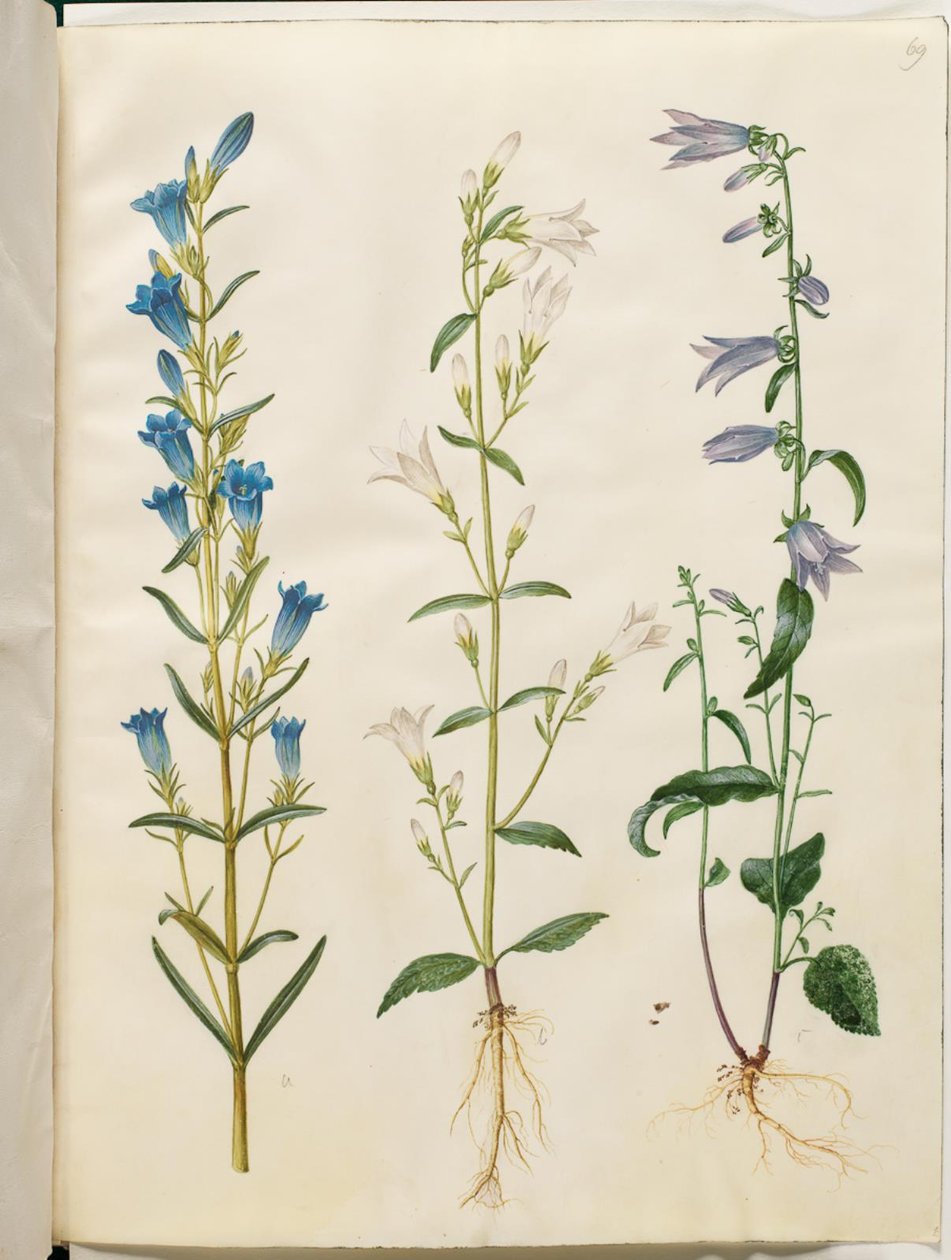 Gentiana pneumonanthe (goryczka dzwonkowa); Campanula patula (dzwonek łąkowy); Campanula rapunculoides (dzwonek jednostronny) autorstwa Hans Simon Holtzbecker