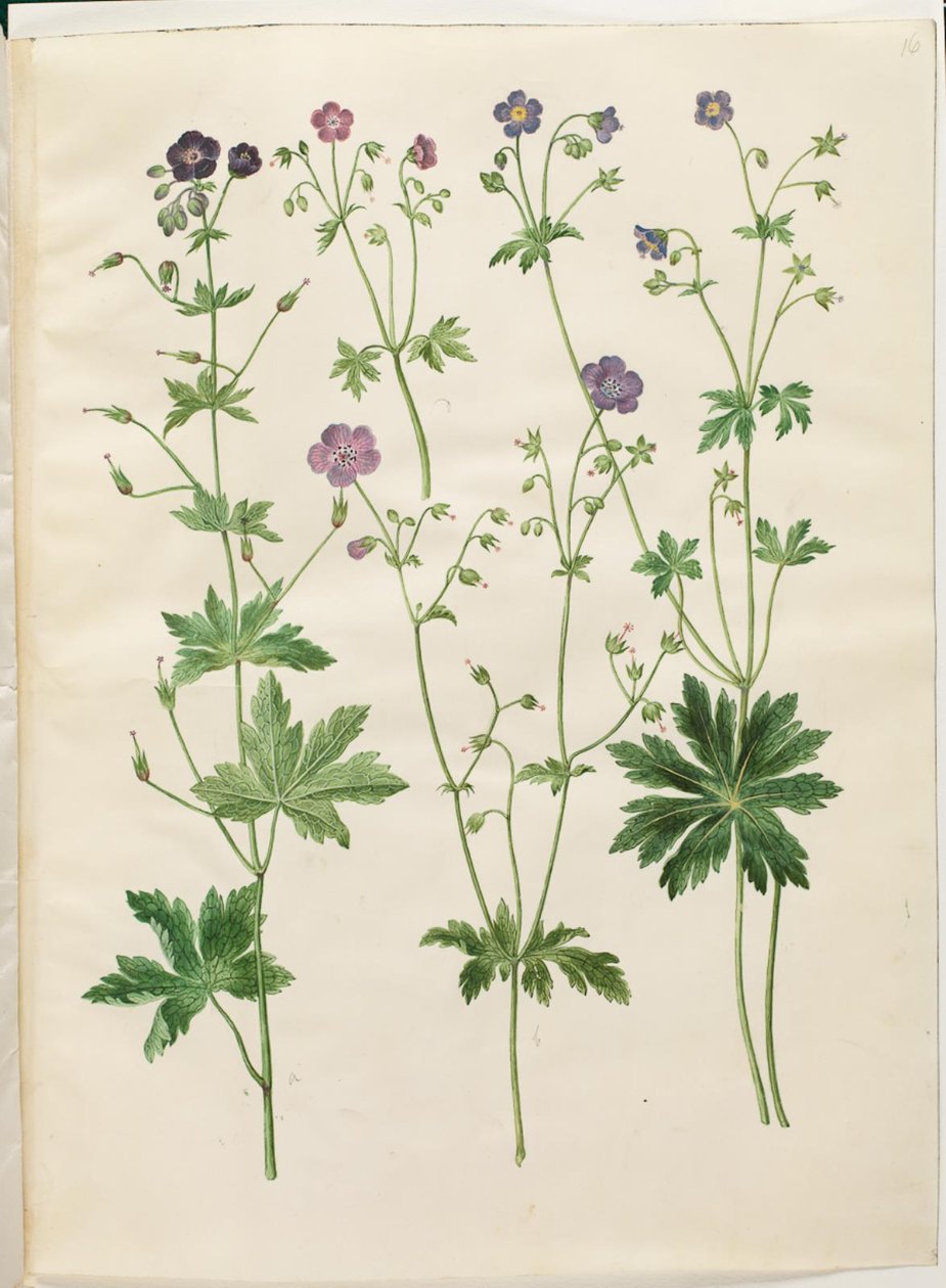 Geranium phaeum (dziób bociana w koronie fali); Geranium sylvaticum (dziób bociana drzewnego) autorstwa Hans Simon Holtzbecker