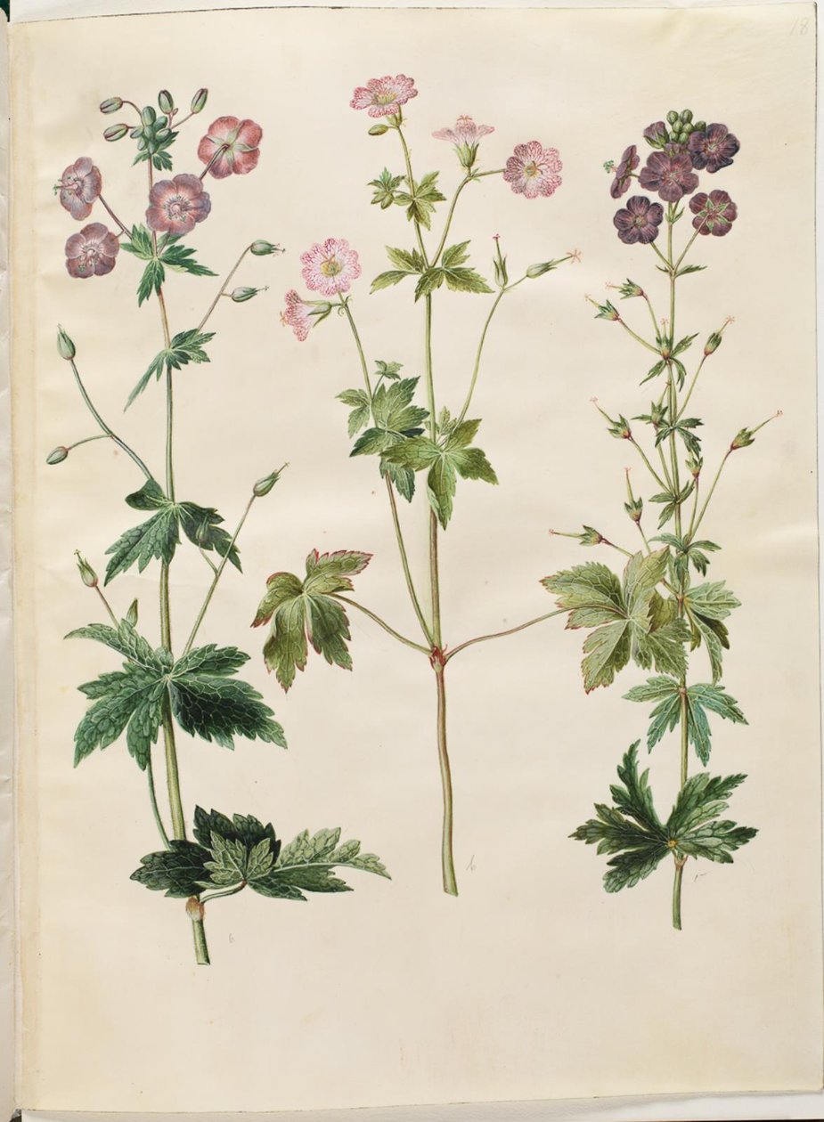 Geranium phaeum (dziób bociana w koronie fali); Geranium versicolor (dziób bociana netto) autorstwa Hans Simon Holtzbecker