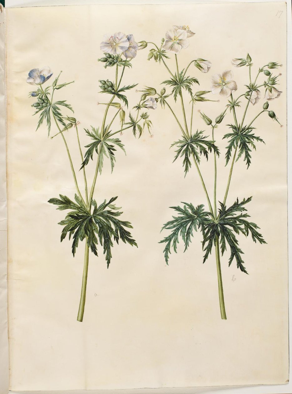 Geranium pratense (dziób bociana łąkowego) autorstwa Hans Simon Holtzbecker