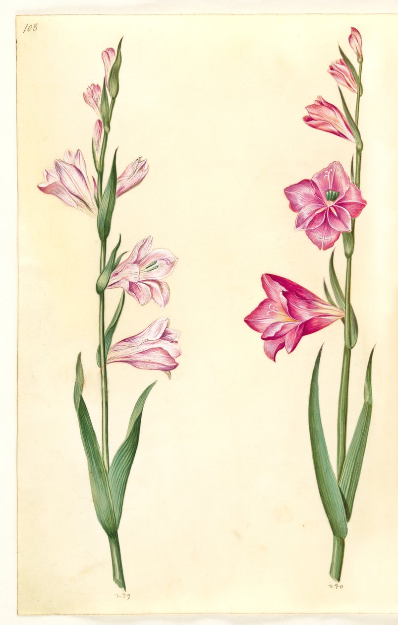 Gladiolus communis (mieczyk pospolity) autorstwa Hans Simon Holtzbecker