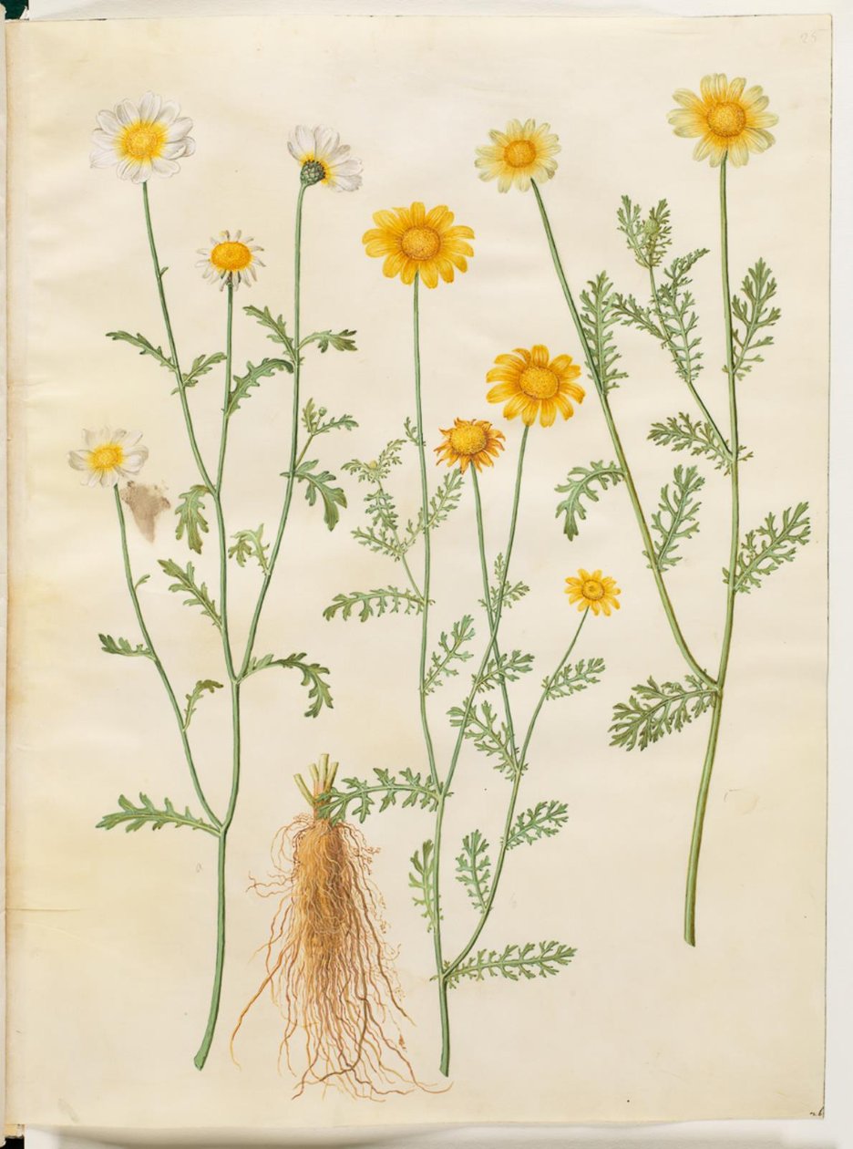 Glebionis coronaria (korona wołowa) autorstwa Hans Simon Holtzbecker