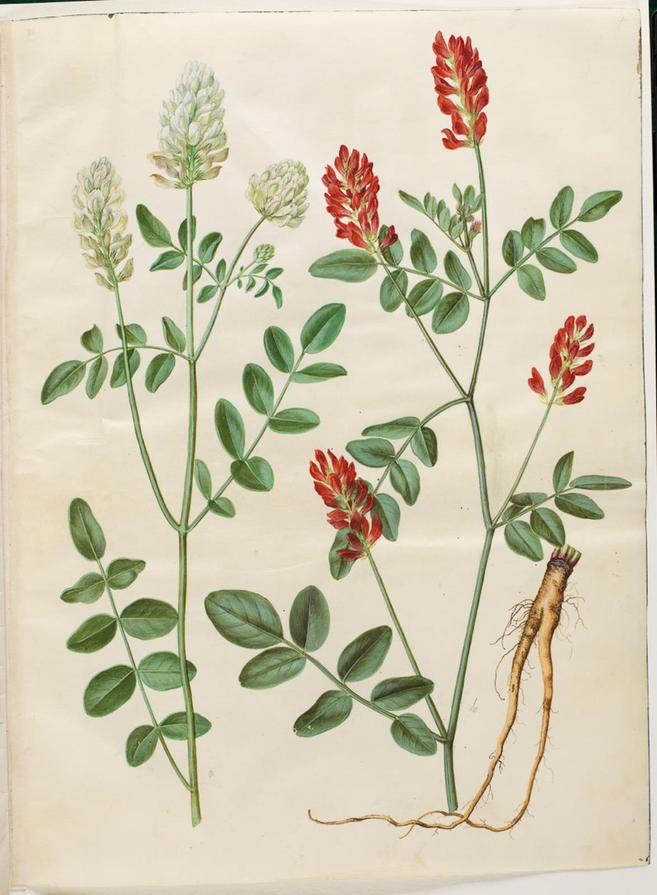 Hedysarum coronarium (koniczyna czerwona) autorstwa Hans Simon Holtzbecker