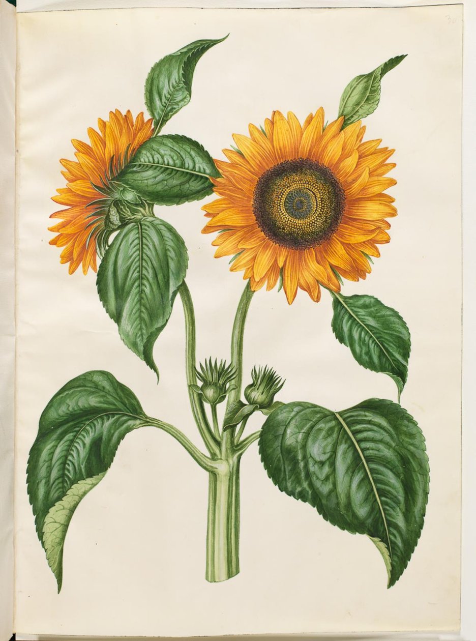 Helianthus annuus (słonecznik zwyczajny) autorstwa Hans Simon Holtzbecker