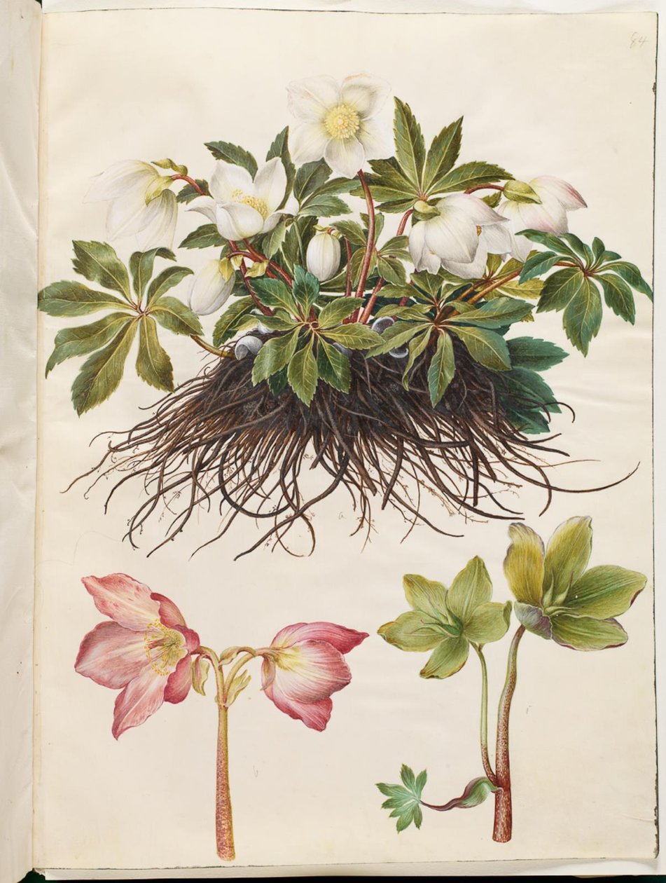 Helleborus niger (pospolita róża świąteczna) autorstwa Hans Simon Holtzbecker