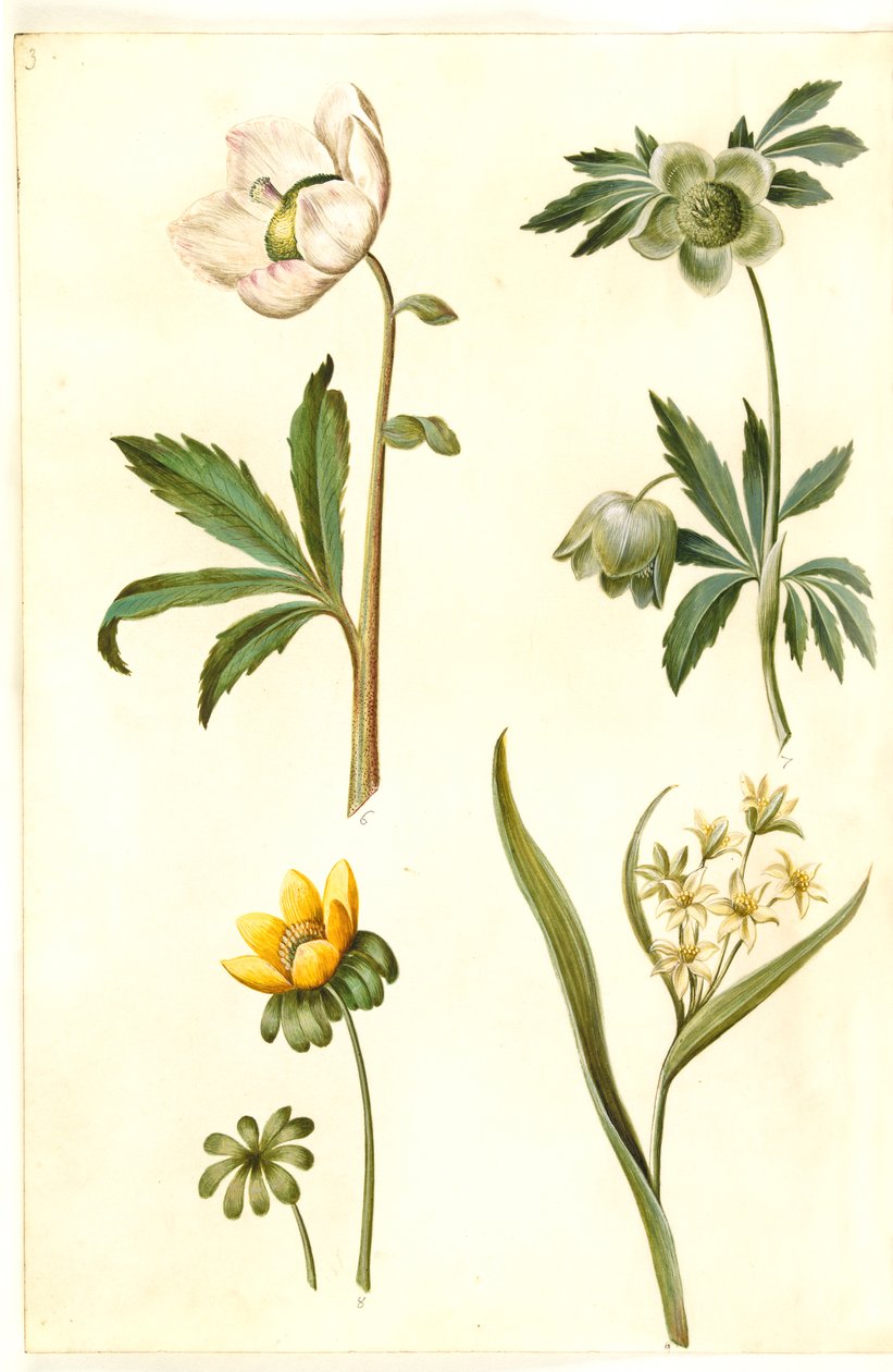 Helleborus niger (pospolita róża bożonarodzeniowa); Eranthis hyemalis (ogród-erantis); Gagea lutea (powszechna złota gwiazda) autorstwa Hans Simon Holtzbecker