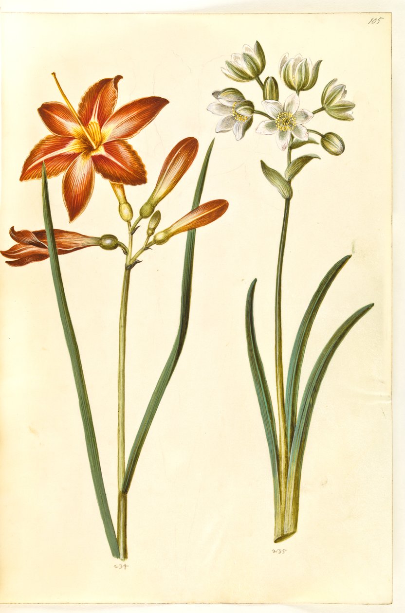 Hemerocallis fulva (brun daglije); Ornithogalum arabicum (mælkestjerne) autorstwa Hans Simon Holtzbecker