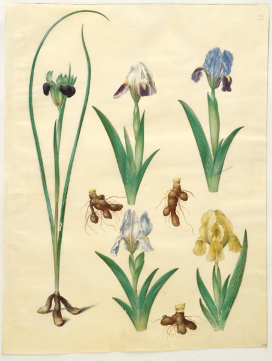 Hermodactylus tuberosus (palec hermesa); Iris pumila (niska tęczówka) lub Iris lutescens (tęczówka karłowata) autorstwa Hans Simon Holtzbecker