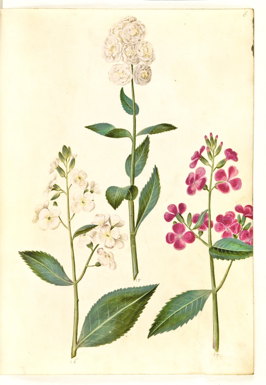Hesperis matronalis (powszechna gwiazda wieczorna) autorstwa Hans Simon Holtzbecker