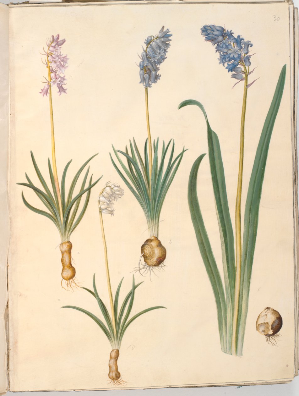 Hyacinthoides non-scripta (dzwonek zwyczajny); Hyacinthoides hispanica (hiszpański dzwonek) autorstwa Hans Simon Holtzbecker