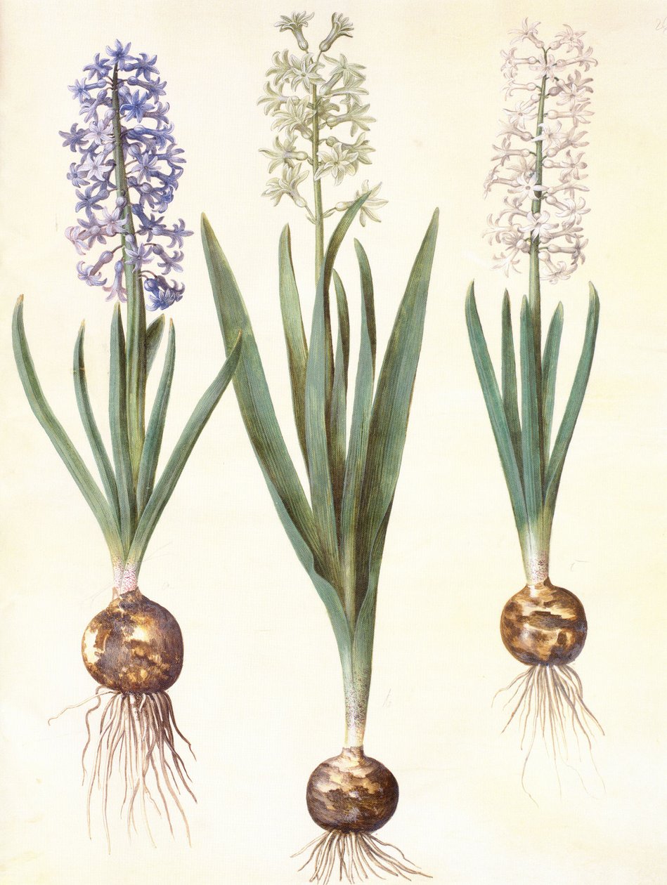 Hyacinthoides orientalis simp et pl autorstwa Hans Simon Holtzbecker