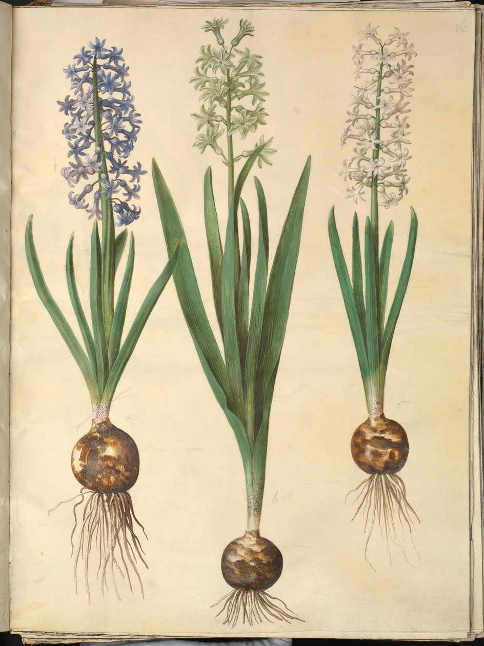 Hiacynt orientalny (hiacynt almindelig) autorstwa Hans Simon Holtzbecker