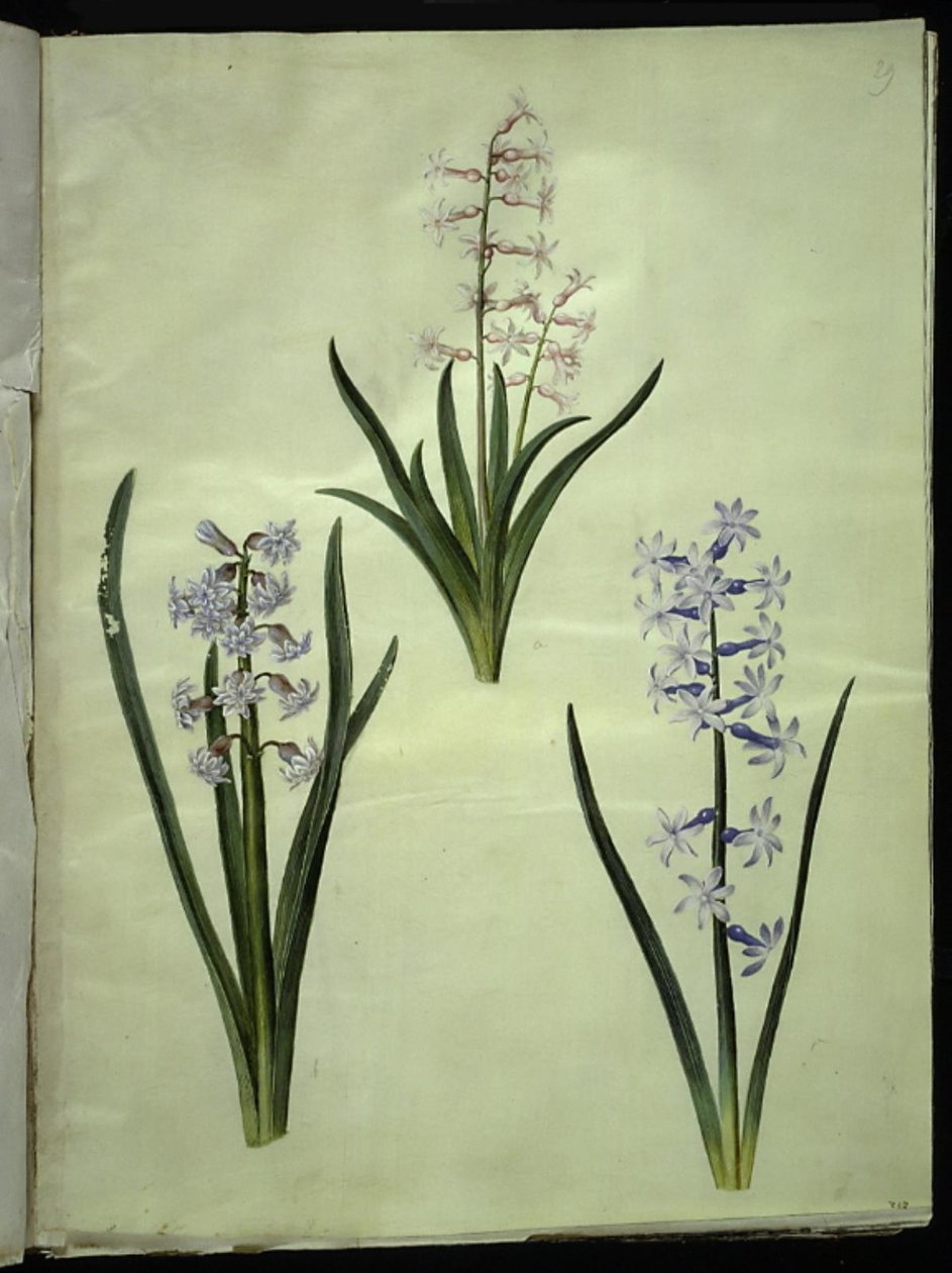 Hiacynt orientalny (hiacynt almindelig) autorstwa Hans Simon Holtzbecker