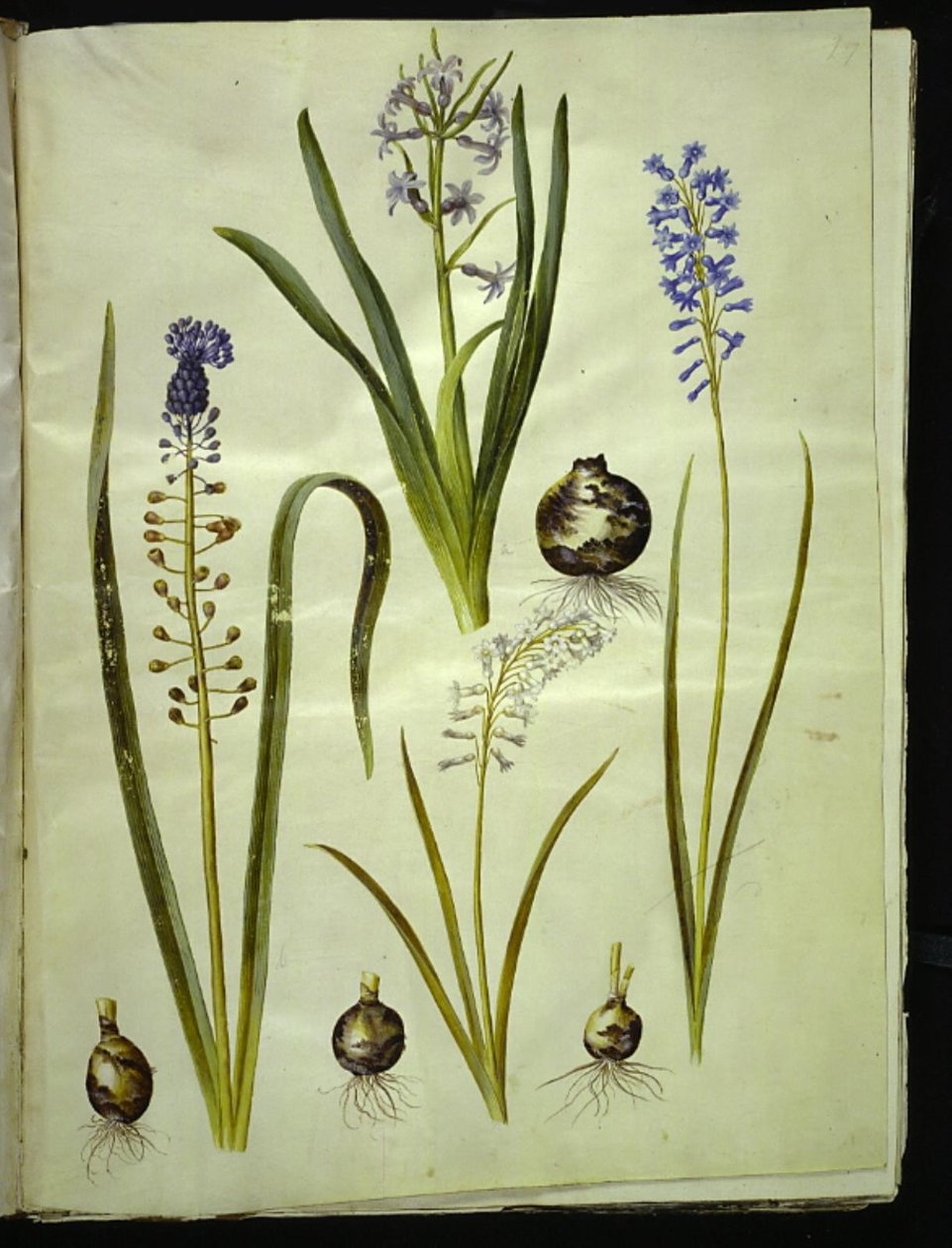 Hiacynt orientalny (hiacynt almindelig); Muscari comosum (duschiacyta); Brimeura amethystina (niebieski pirenejski) autorstwa Hans Simon Holtzbecker