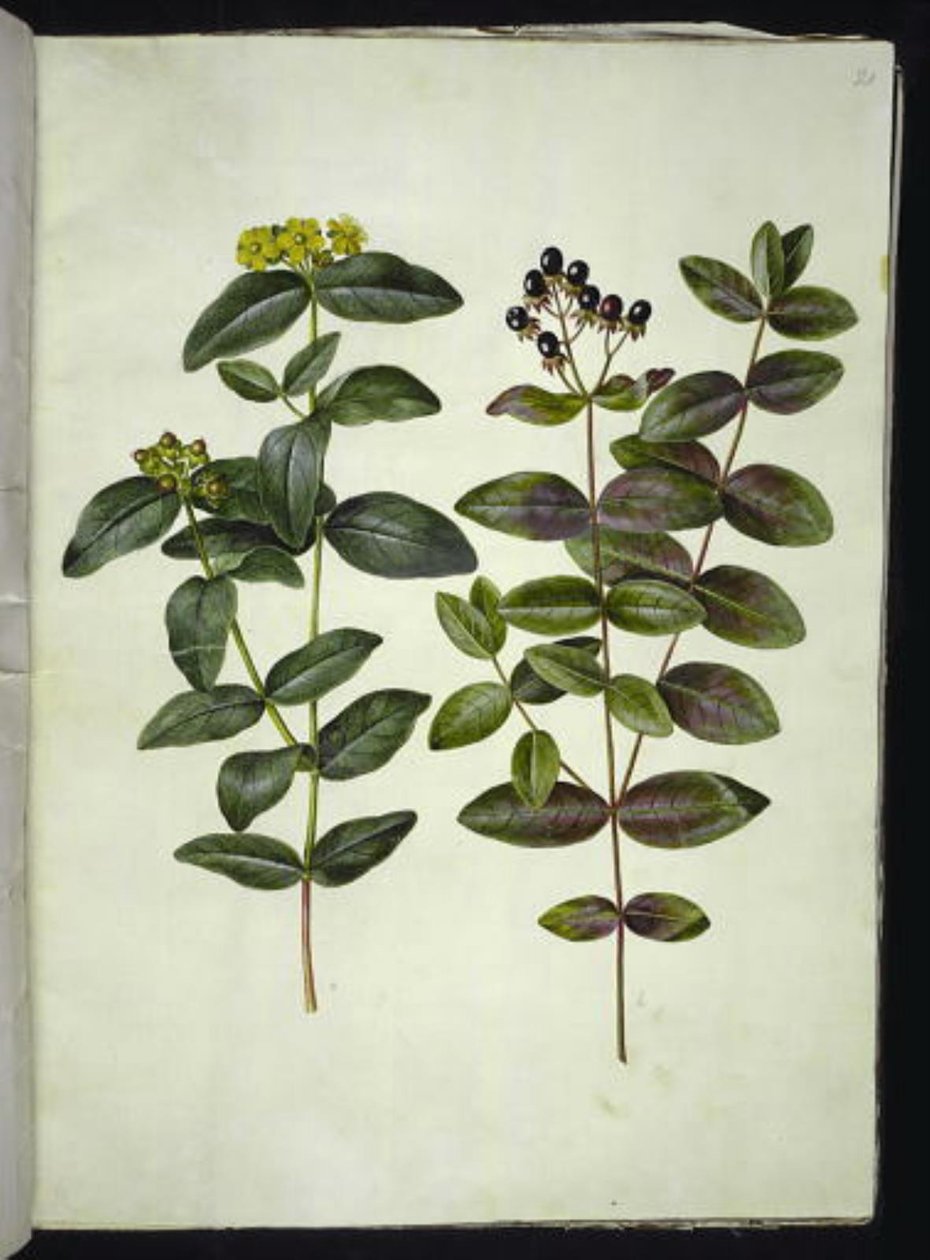 Hypericum androsaemum (dziurawiec zwyczajny) autorstwa Hans Simon Holtzbecker