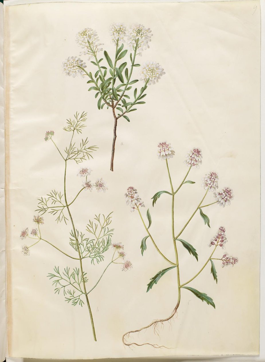 Iberis sempervirens (poduszka śnieżna); Coriandrum sativum (kolendra zwyczajna); Iberis amara (kwiat gorzkiej kokardki) autorstwa Hans Simon Holtzbecker