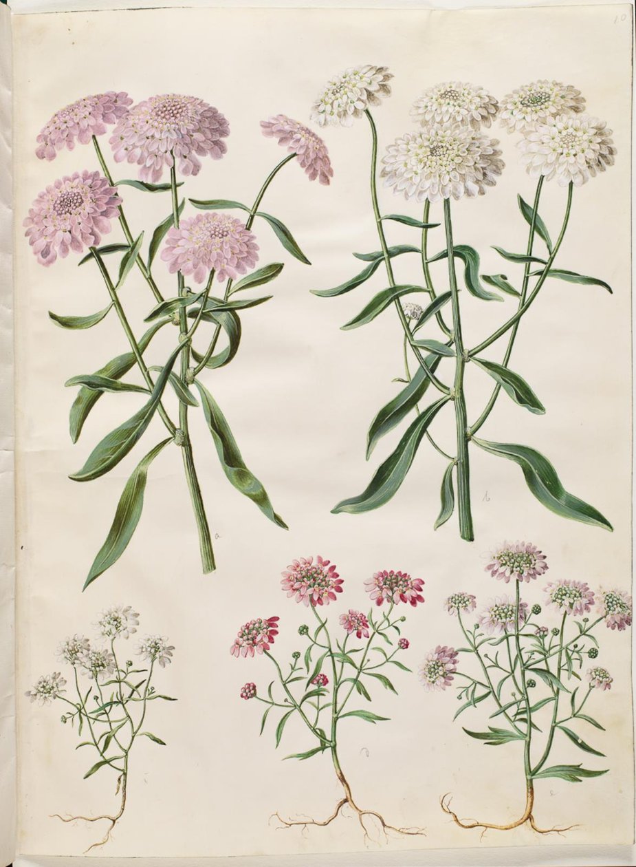 Iberis umbellata (kwiat łukowy); Iberis amara (kwiat gorzkiej kokardki) autorstwa Hans Simon Holtzbecker