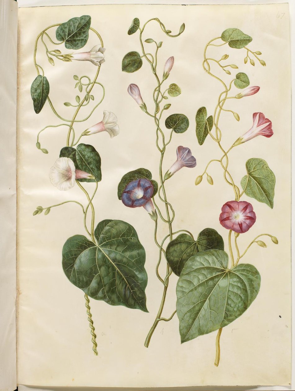 Ipomoea purpurea (purpur-pragtsnerle) autorstwa Hans Simon Holtzbecker