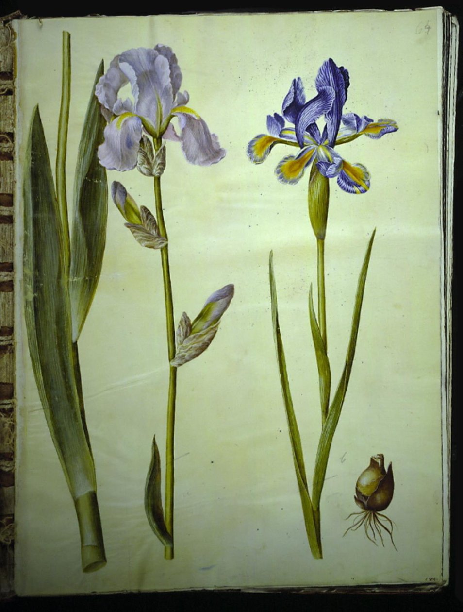 Iris ×germanica (maj tęczówki); Irys (hiszpańska tęczówka) autorstwa Hans Simon Holtzbecker