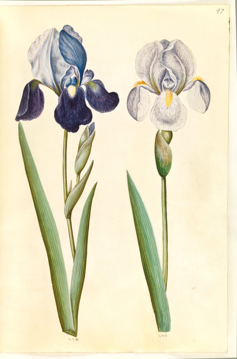 Iris ×germanica lub Iris ×sambucina (?) (kosaciec ogrodowy lub irys półkowy); Iris ×germanica (kosaciec ogrodowy) autorstwa Hans Simon Holtzbecker