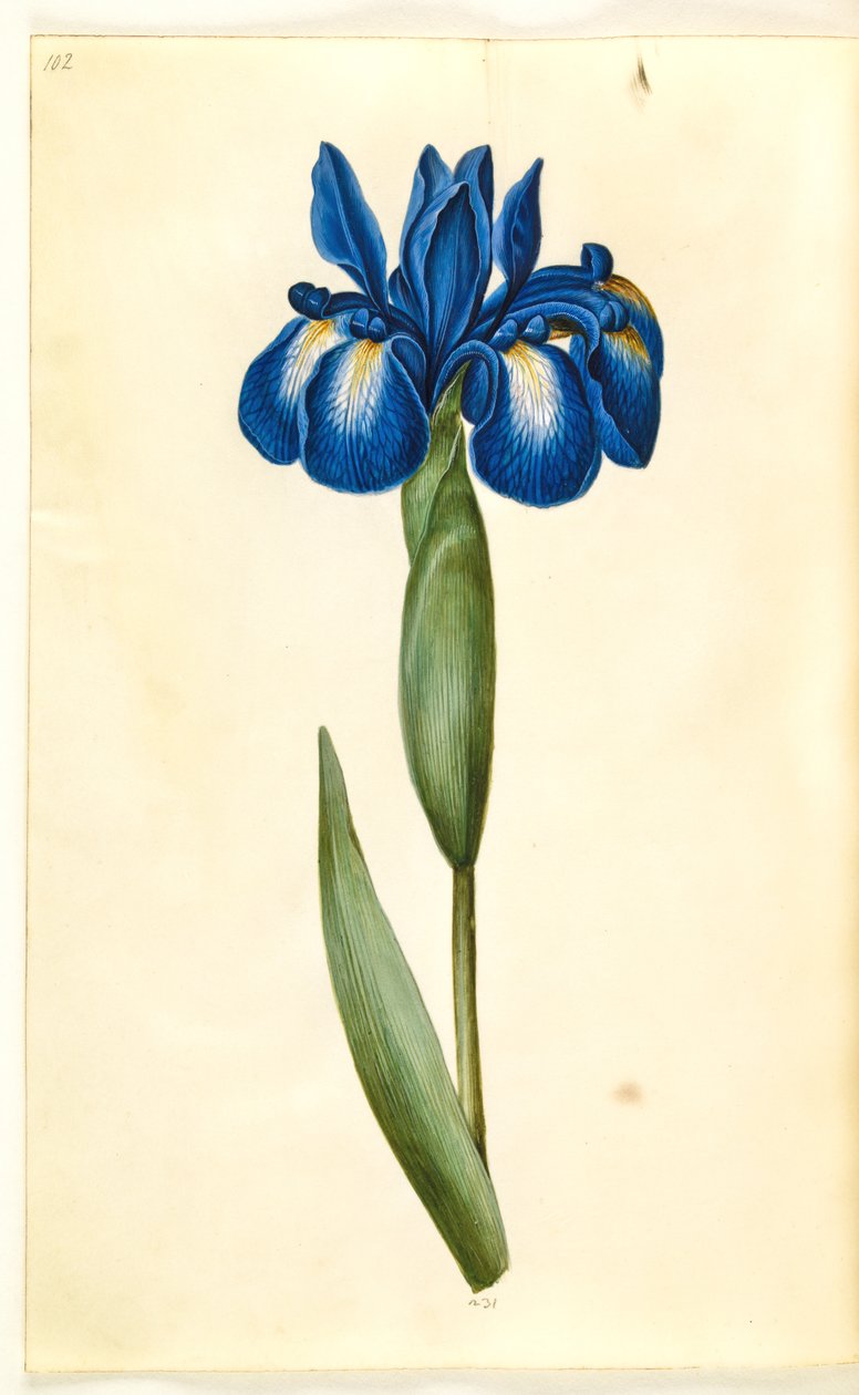 Iris latifolia (angielska tęczówka) autorstwa Hans Simon Holtzbecker