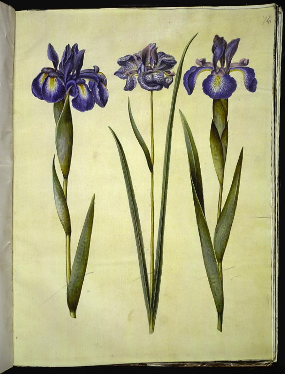Iris latifolia (tęczówka angielska); Iris sibirica (kosaciec syberyjski) autorstwa Hans Simon Holtzbecker