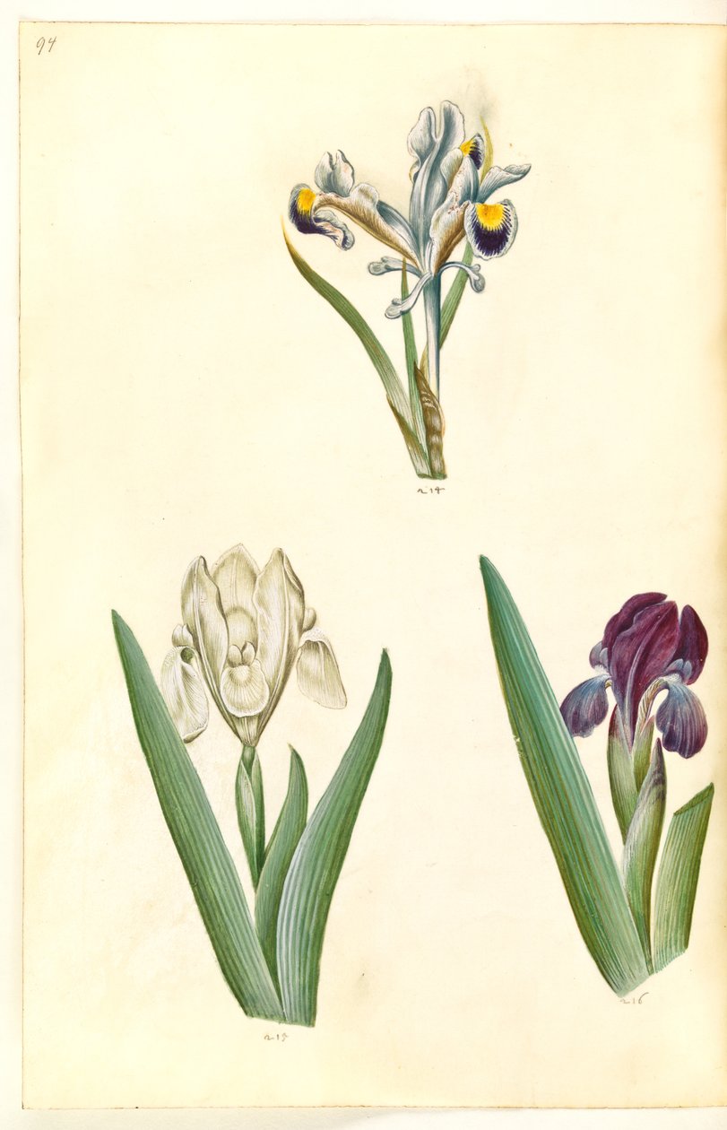 Iris persica (kosaciec perski); Iris lutescens lub Iris pumila (?) (tęczówka karłowata lub niska tęczówka) autorstwa Hans Simon Holtzbecker