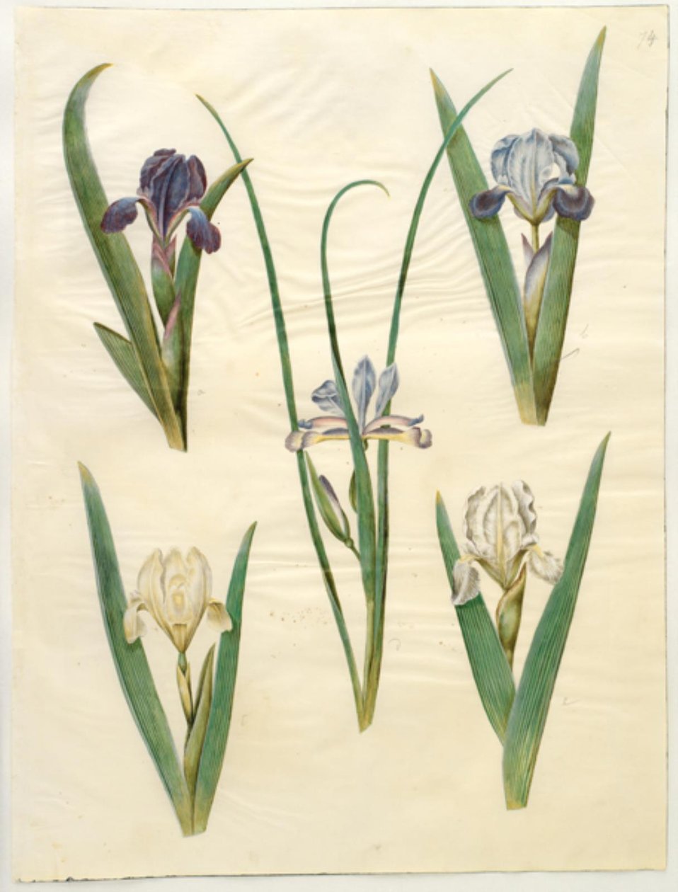 Iris pumila (niska tęczówka) lub Iris lutescens (tęczówka karłowata); Iris graminea (kosaciec trawiastolistny) autorstwa Hans Simon Holtzbecker