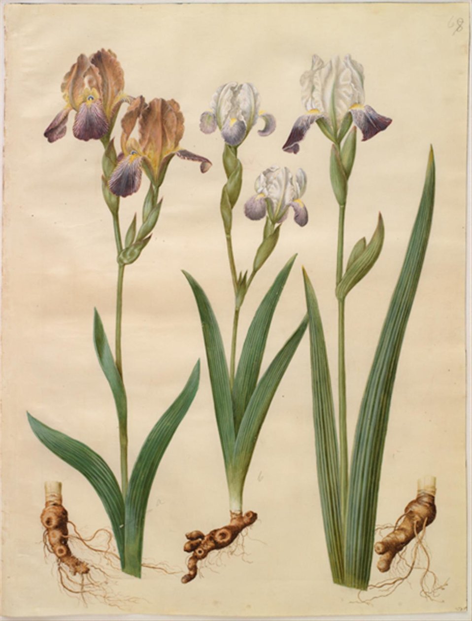 Iris ×sambucina (kosaciec półkowy); Iris ×amoena (hybryda tęczówki) autorstwa Hans Simon Holtzbecker