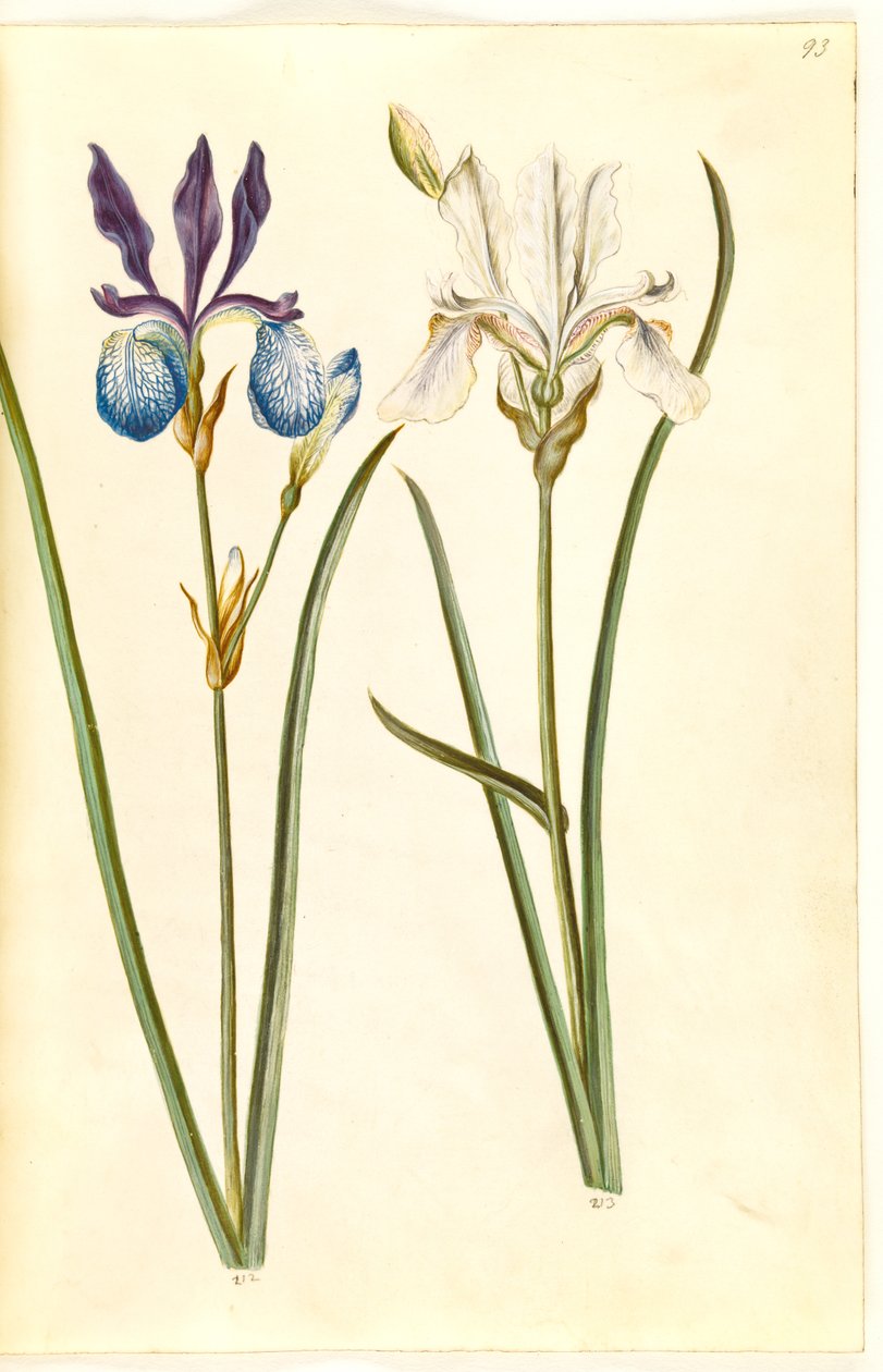Iris sibirica (kosaciec sibiriskowy) autorstwa Hans Simon Holtzbecker