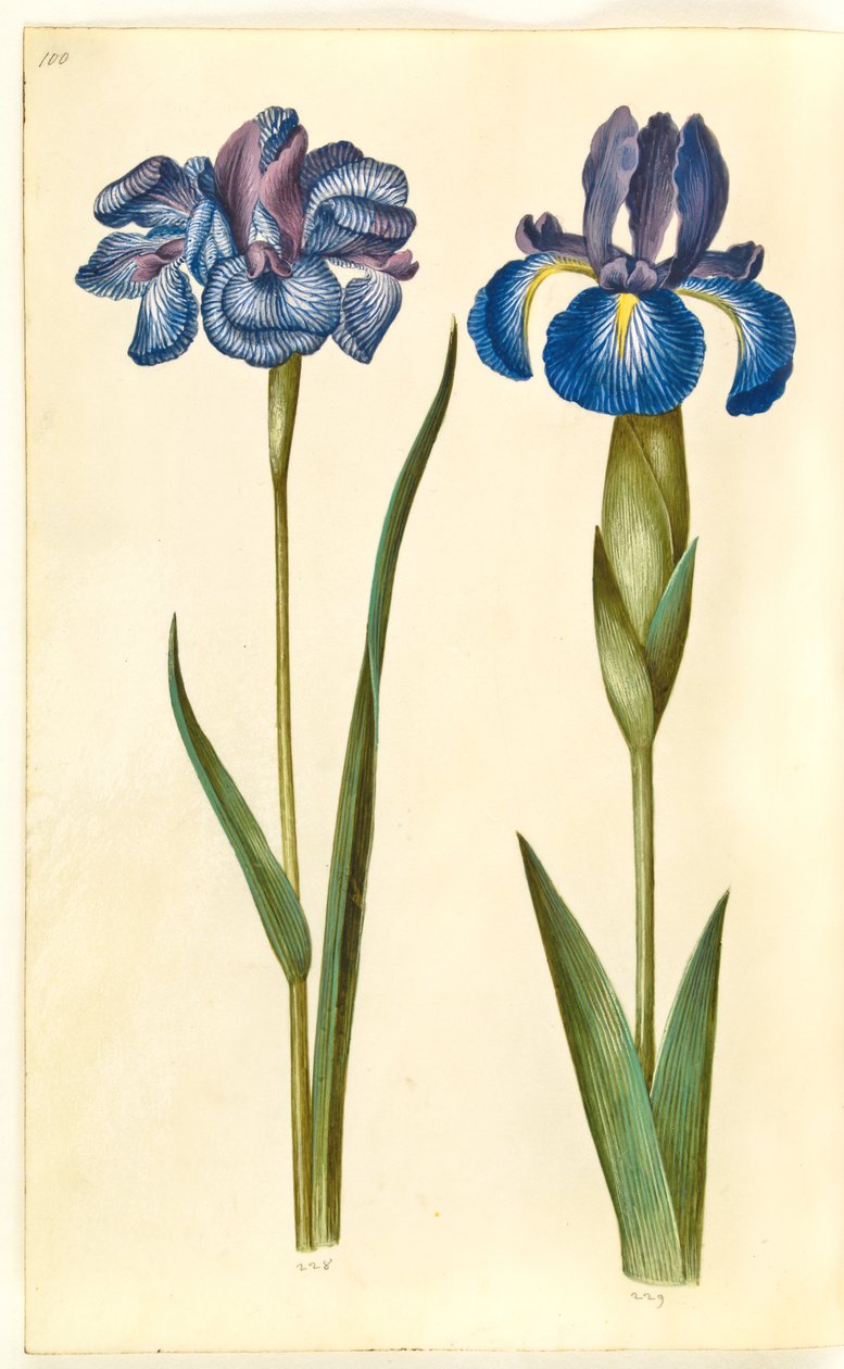 Iris sibirica (kosaciec syberyjski); Iris latifolia (angielska tęczówka) autorstwa Hans Simon Holtzbecker