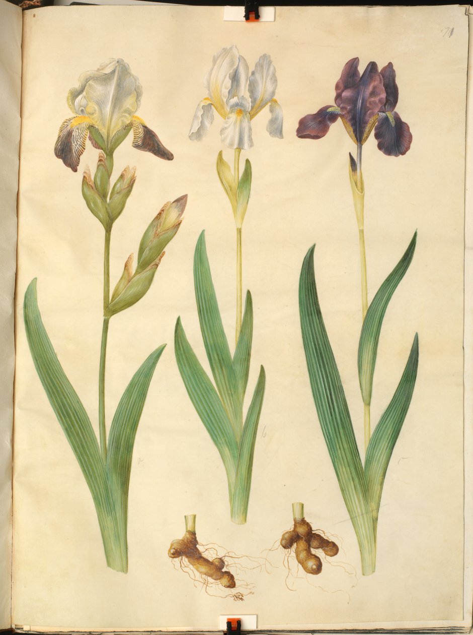 Irys × skwalen (tęczówka hybrydowa); Irys (tęczówka) autorstwa Hans Simon Holtzbecker