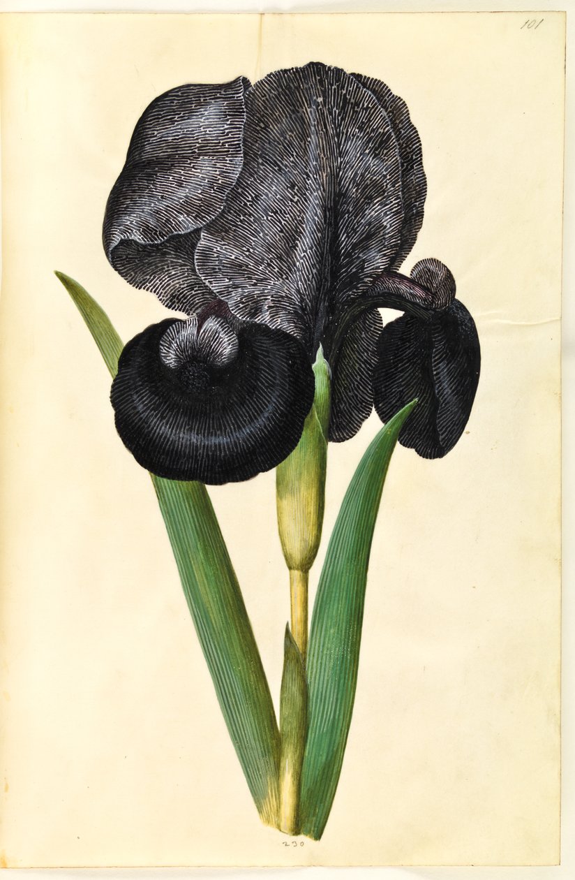 Iris susiana (tęczówka żałobna) autorstwa Hans Simon Holtzbecker