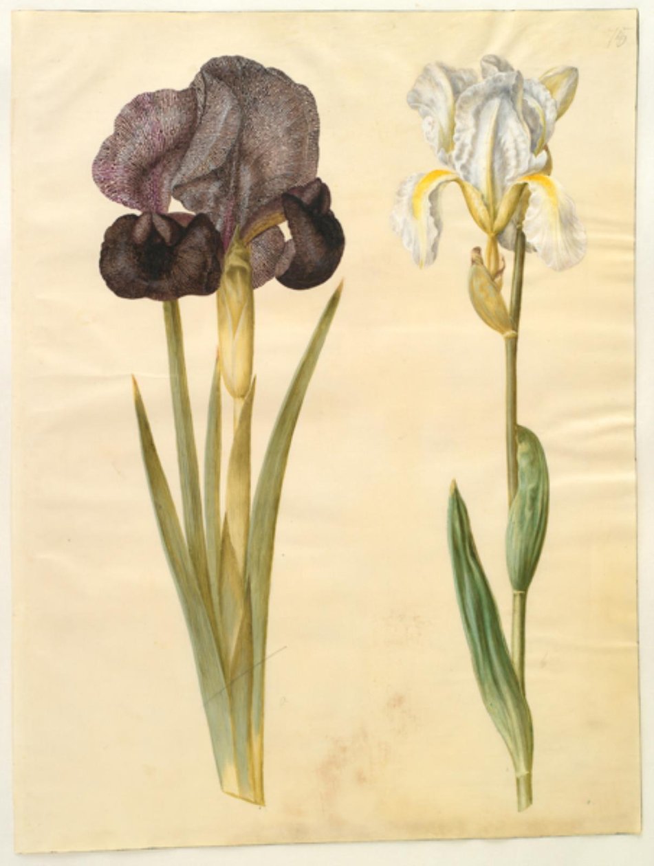 Iris susiana (tęczówka żałobna); Iris ×florentina (korzeń fioletu) autorstwa Hans Simon Holtzbecker