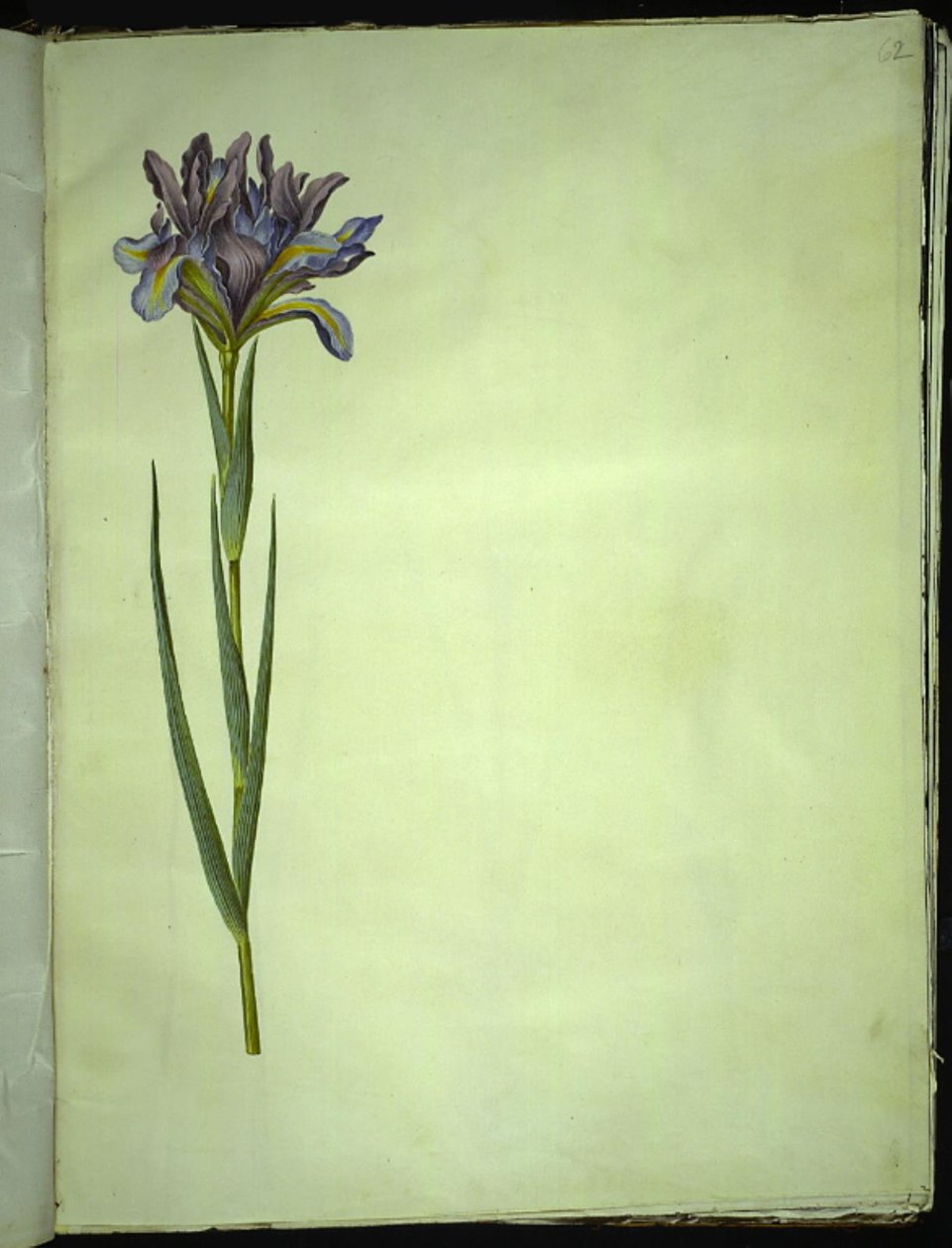 Iris xiphium (hiszpański irys) autorstwa Hans Simon Holtzbecker