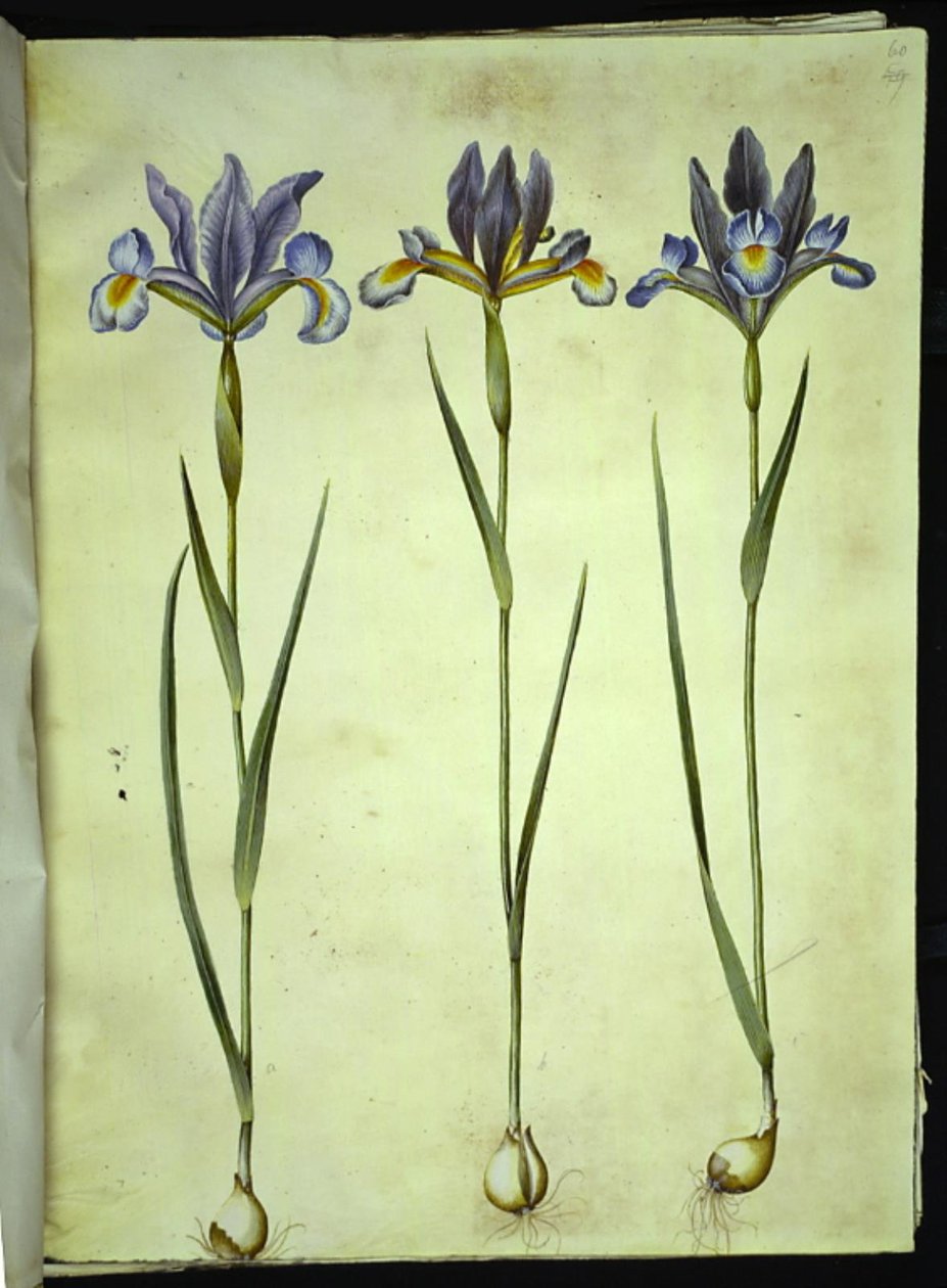 Iris xiphium (hiszpański irys) autorstwa Hans Simon Holtzbecker