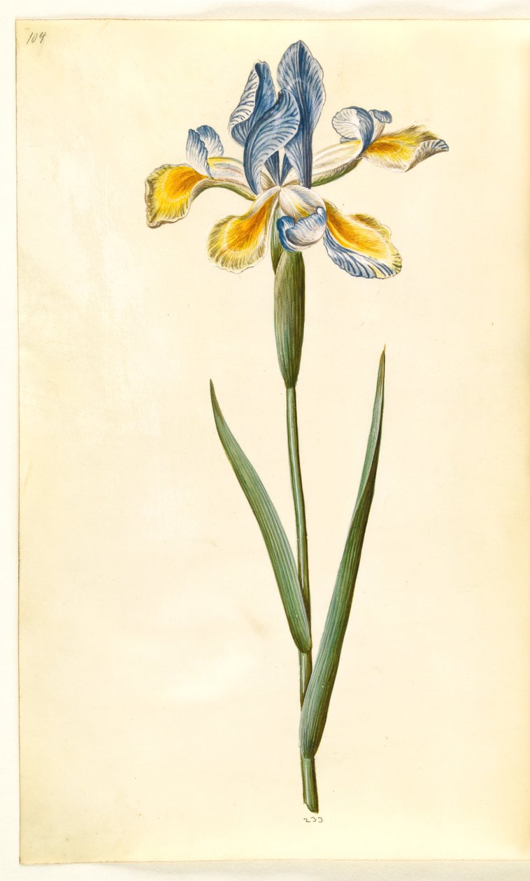 Iris xiphium (hiszpański irys) autorstwa Hans Simon Holtzbecker