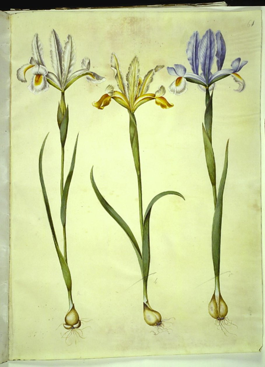 Iris xiphium (hiszpańska tęczówka) lub Iris latifolia (angielska tęczówka); Iris xiphium (hiszpański irys) autorstwa Hans Simon Holtzbecker