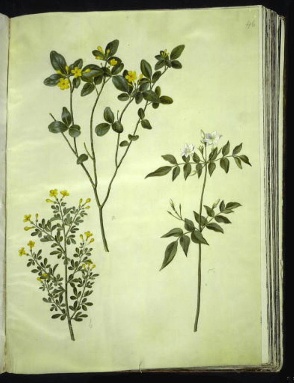 Jasminum odoratissimus (stue-jaśmin); Krzew jaśminowy (buski-jaśmin); Jasminum grandiflorum (duft-jaśmin) autorstwa Hans Simon Holtzbecker