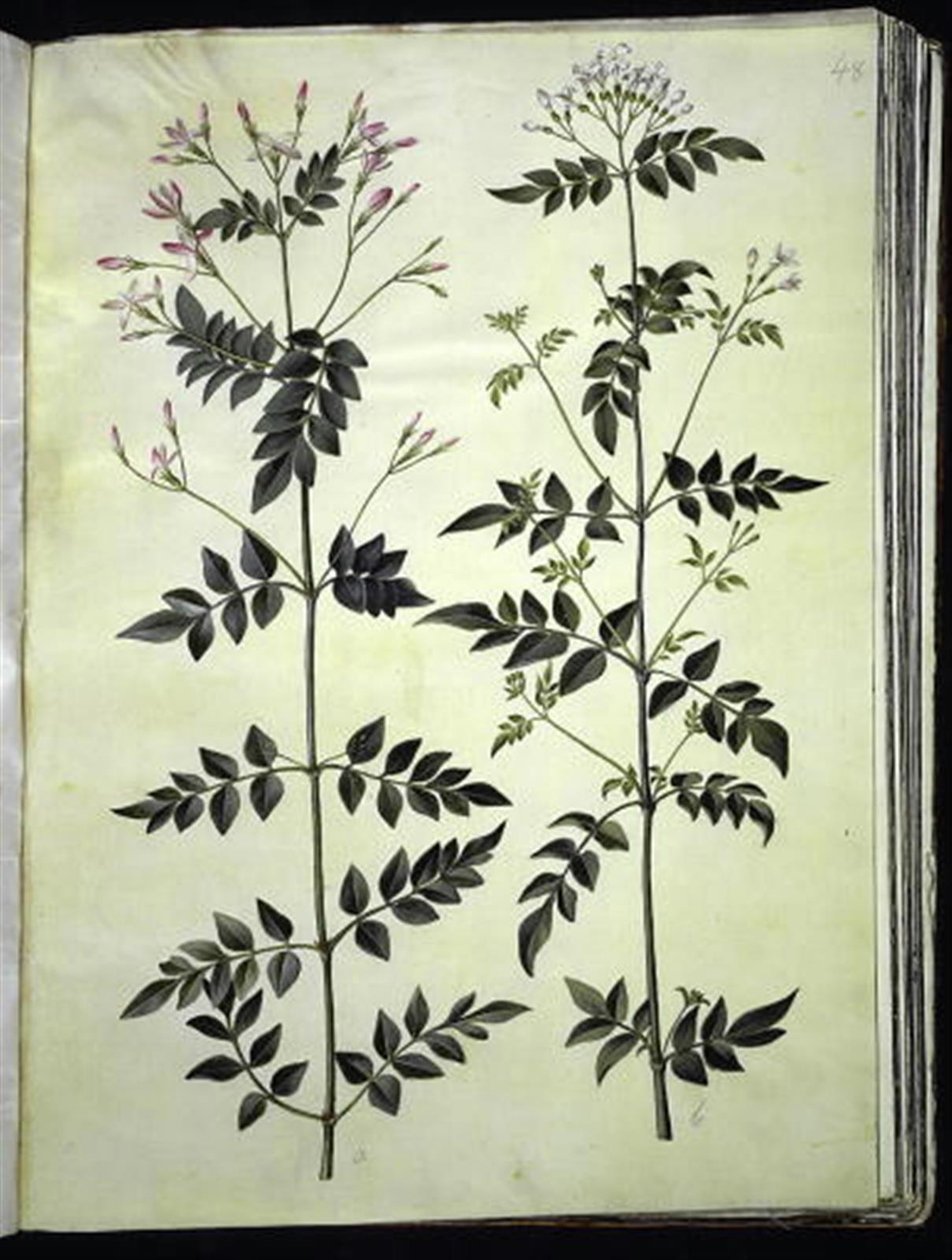 Jasminum officinale (Jaśmin) autorstwa Hans Simon Holtzbecker