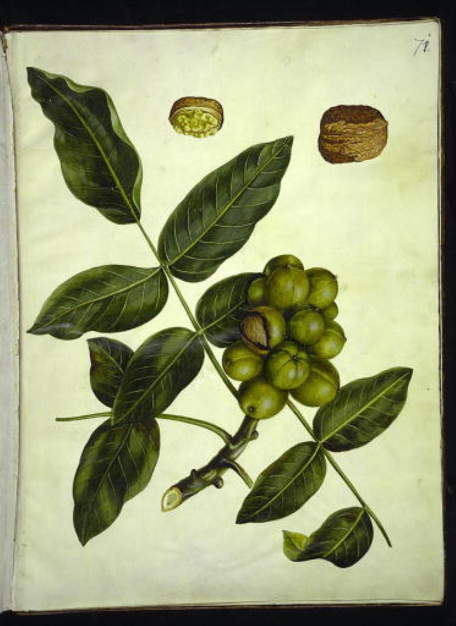 Juglans regia (orzech pospolity) autorstwa Hans Simon Holtzbecker