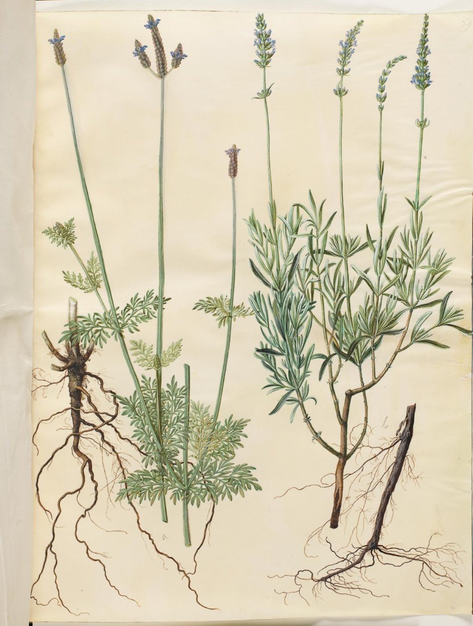 Lavandula multifida (kolec lawendowy); Lavandula angustifolia (prawdziwa lawenda) autorstwa Hans Simon Holtzbecker
