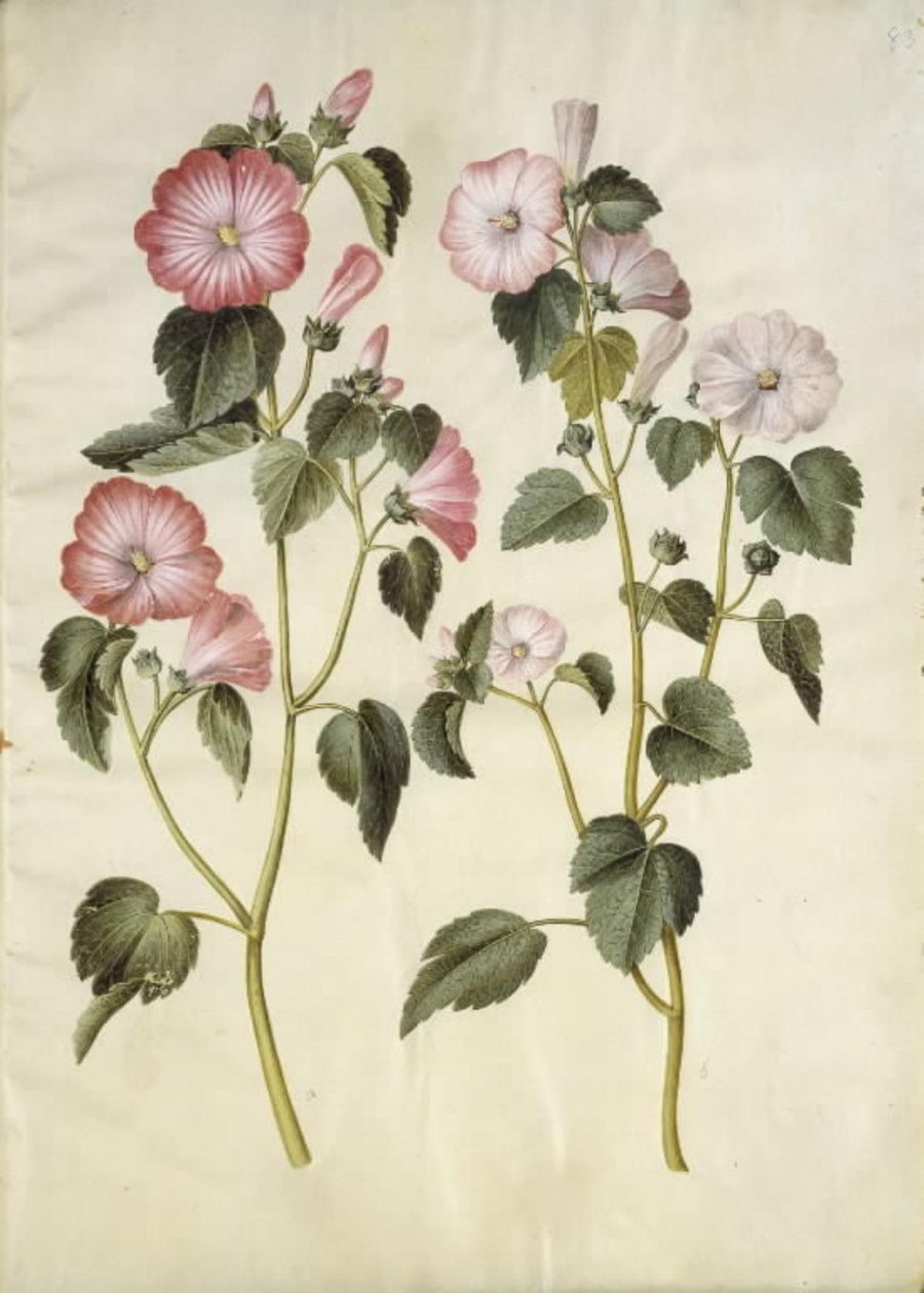 Lavatera trimestris (robak mameluków) autorstwa Hans Simon Holtzbecker