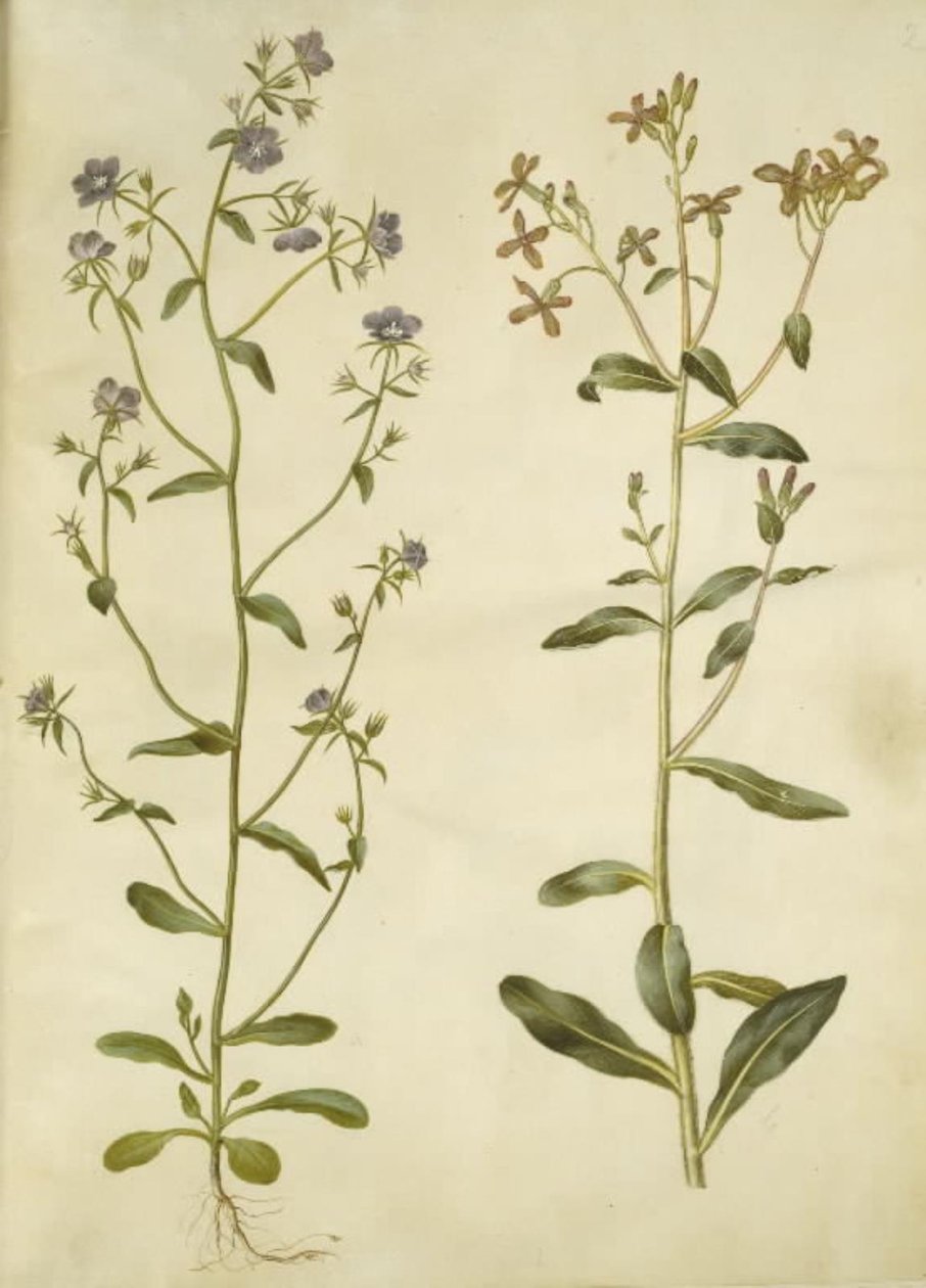Legousia Wenus lustro (ægte venuspejl); smutna hesperis (natviol) autorstwa Hans Simon Holtzbecker